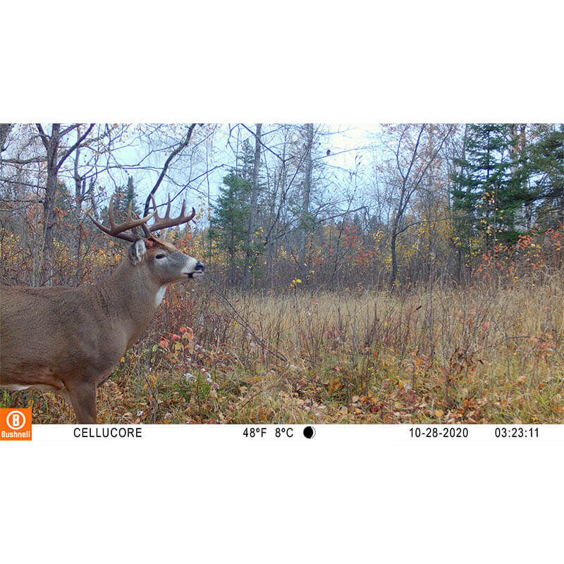 Bushnell trailscout 3.0 megapixel color outlet deer camera